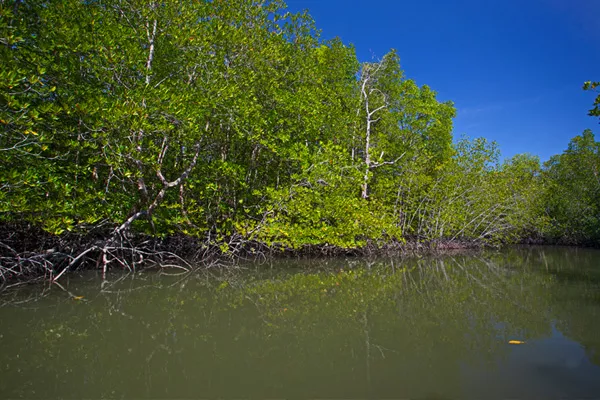 Lagoon Safari